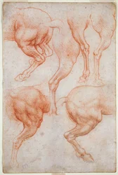 Studies of the Hind Limbs of the Horse